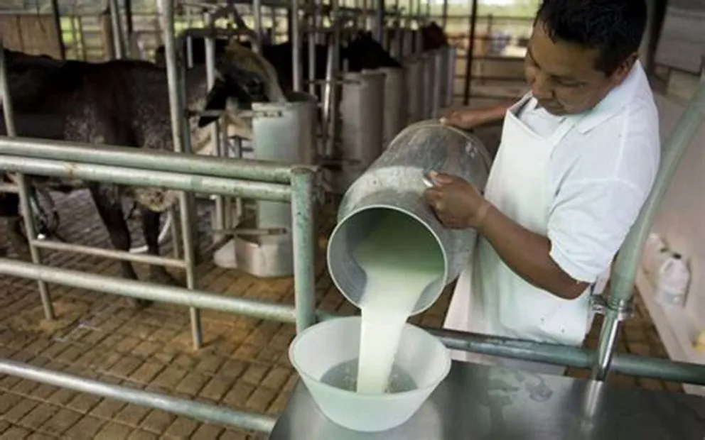 Senado aprueba proyecto “Mi Bolivia Lechera” y propone crear un fondo para productores