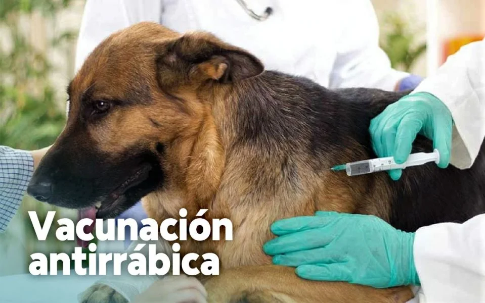 La Paz desplegará 8.080 brigadas para la vacunación gratuita contra la rabia en perros y gatos