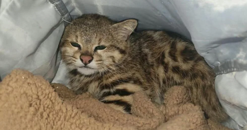 SAN BENITO: RECUPERAN A UN GATO DE LAS PAMPAS VÍCTIMA DEL COMERCIO ILEGAL DE FAUNA