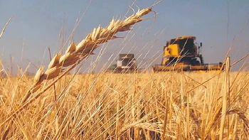 Productores plantean un plan nacional para recuperar el trigo y reducir las importaciones
