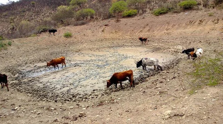Sequía: más de 2 mil animales mueren en Pasorapa y hay más en riesgo