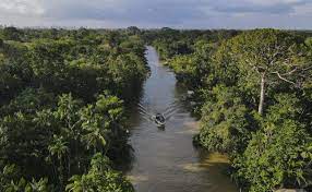 Acuerdo Histórico: Ocho Países Unen Fuerzas para Combatir la Deforestación y Salvaguardar la Amazonía