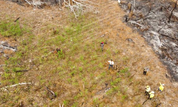 Descubrimiento de cultivos de coca en el Parque Amboró