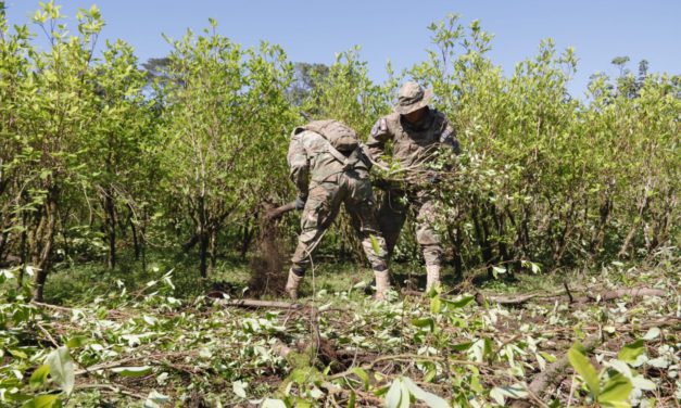 Erradicación de coca ilegal en parques de Bolivia: ¿Un paso adelante en la lucha contra el narcotráfico?