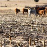 Gobierno asegura que la sequía permanece en escala mínima