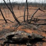 Tragedia Ambiental en Bolivia: Incendios Causan Muerte de Más de 6 Millones de Animales”