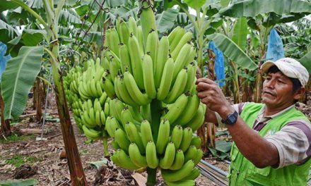 Productores de banano en Bolivia exigen pago de deuda Argentina antes del balotaje presidencial
