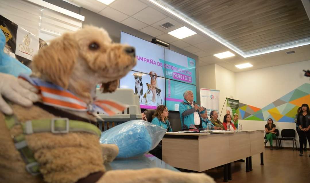 ¿Quiere esterilizar a su mascota? Campaña gratuita los días 24 y 25 de agosto en La Paz