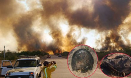 Fuego fuera de control en Roboré arrasa más de 10.000 hectáreas