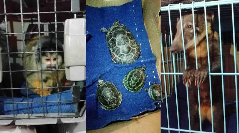 La Gobernación Transfiere 28 Animales Silvestres Rescatados del Tráfico Ilegal