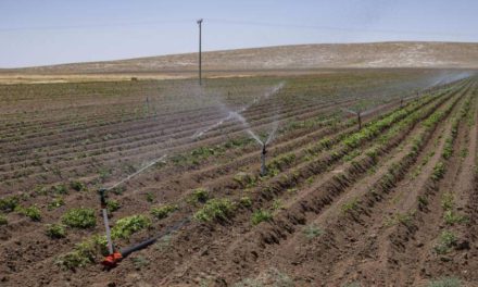 Productores y economistas plantean apostar por la producción en vez de la subvención