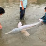 Un bufeo es encontrado en el río Yapacaní