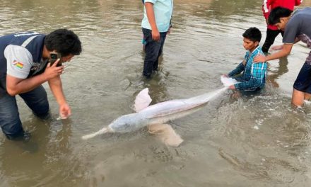 Un bufeo es encontrado en el río Yapacaní