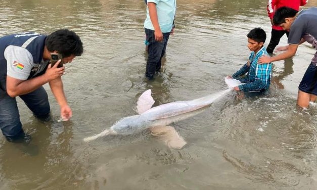 Un bufeo es encontrado en el río Yapacaní