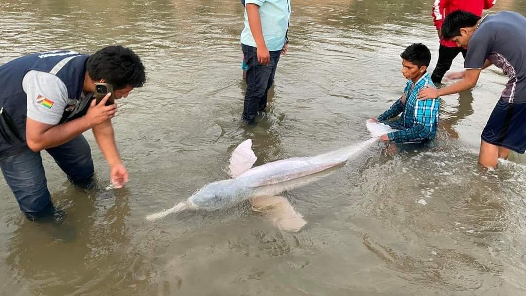 Un bufeo es encontrado en el río Yapacaní