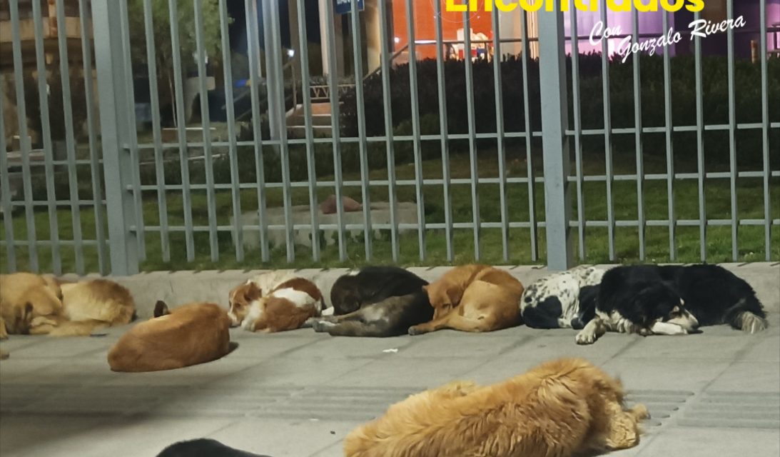 San Roque se celebra con una cantidad incontable de perros callejeros en El Alto