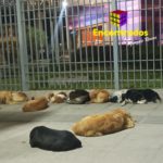 San Roque se celebra con una cantidad incontable de perros callejeros en El Alto