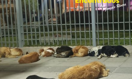 San Roque se celebra con una cantidad incontable de perros callejeros en El Alto