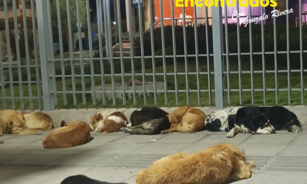 San Roque se celebra con una cantidad incontable de perros callejeros en El Alto