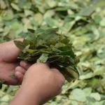 Primer Simposio Inter-Científico sobre la hoja de coca: Un paso hacia la soberanía de los pueblos y la descolonización del conocimiento