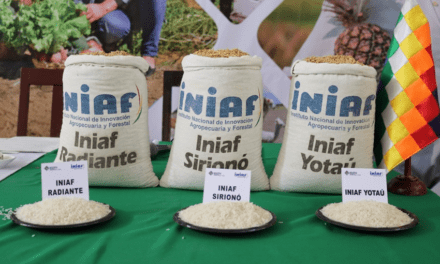 Liberan 6 variedades de arroz para su cultivo en Bolivia