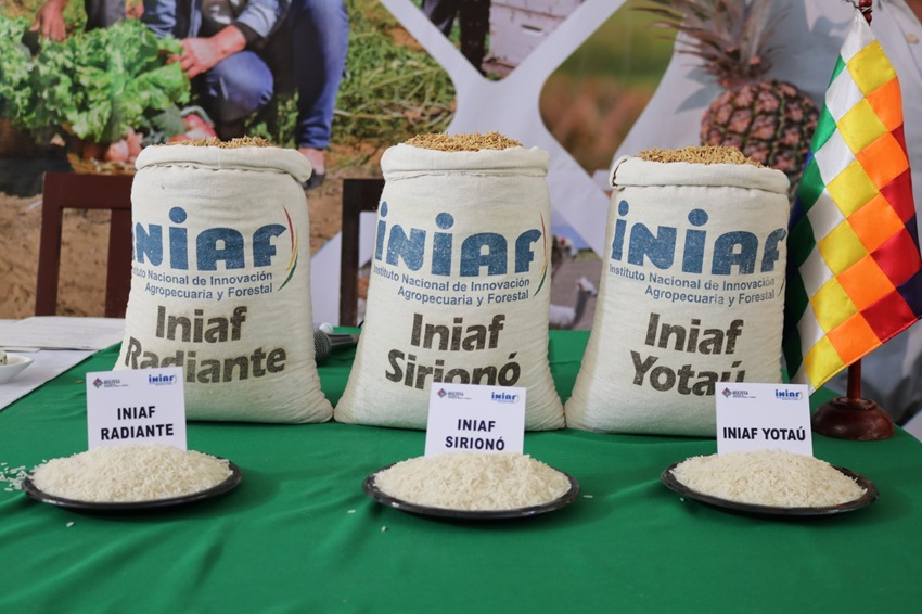 Liberan 6 variedades de arroz para su cultivo en Bolivia