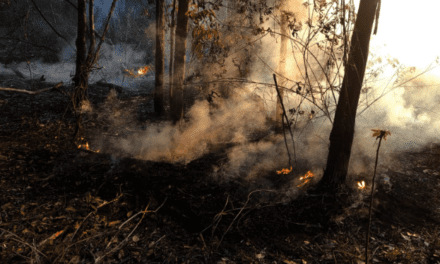 Arce pide a la Asamblea aprobar dos créditos por $us 325 millones para lucha contra incendios