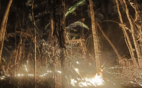 Envían a la cárcel a tres hombres acusados de provocar incendios en el área protegida Bajo Paraguá