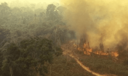 BOSQUES QUEMADOS EN LA AMAZONÍA BOLIVIANA TRAERÁN SEQUÍA Y DESERTIFICACIÓN, HABRÁ POCA AGUA PARA LA AGROPECUARIA