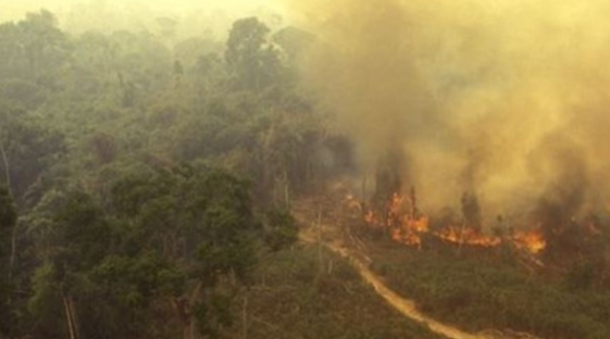 BOSQUES QUEMADOS EN LA AMAZONÍA BOLIVIANA TRAERÁN SEQUÍA Y DESERTIFICACIÓN, HABRÁ POCA AGUA PARA LA AGROPECUARIA