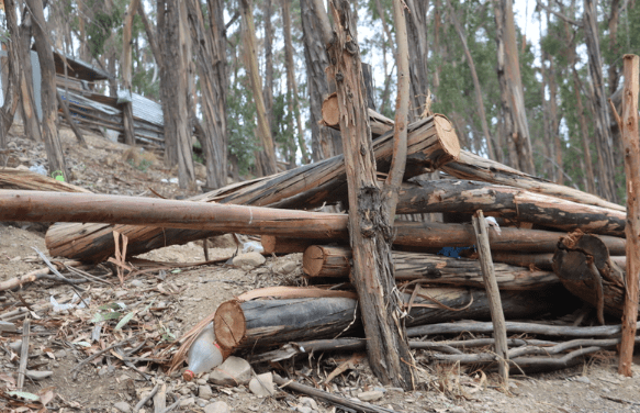 Denuncian tala indiscriminada de 200 árboles y advierten posibles riesgos de deslizamiento en La Paz