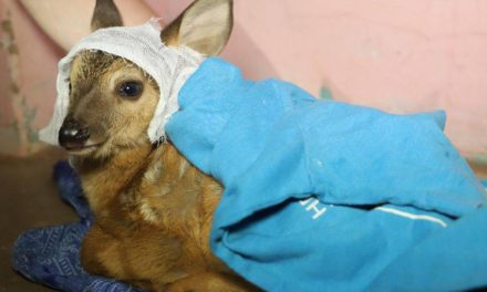 Más de 800 animales silvestres fueron rescatados de los incendios en Bolivia