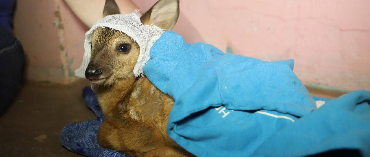 Más de 800 animales silvestres fueron rescatados de los incendios en Bolivia