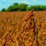 Hay 160.000 hectáreas de soya que aún no se cosecharon y que se pueden perder con la llegada de nuevas lluvias