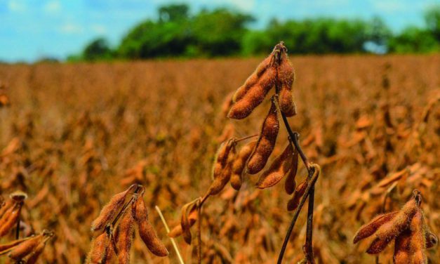 Hay 160.000 hectáreas de soya que aún no se cosecharon y que se pueden perder con la llegada de nuevas lluvias