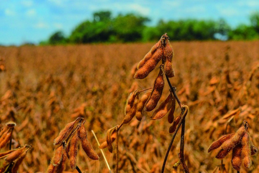 Hay 160.000 hectáreas de soya que aún no se cosecharon y que se pueden perder con la llegada de nuevas lluvias