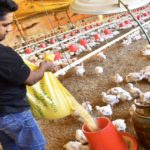 Productores avícolas informan la muerte de 15,000 pollos por la falta de diésel