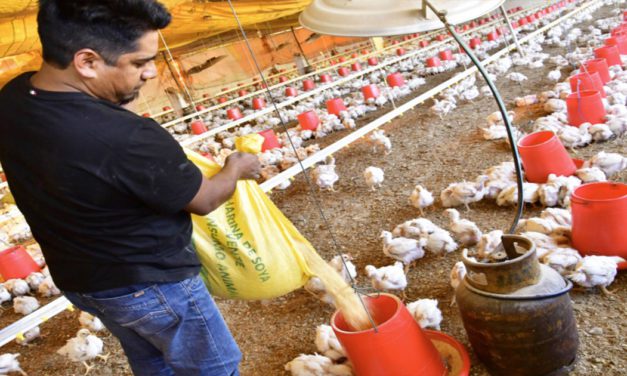 Avicultores advierten posible escasez de pollo para la Navidad por la falta de diésel y pérdidas millonarias