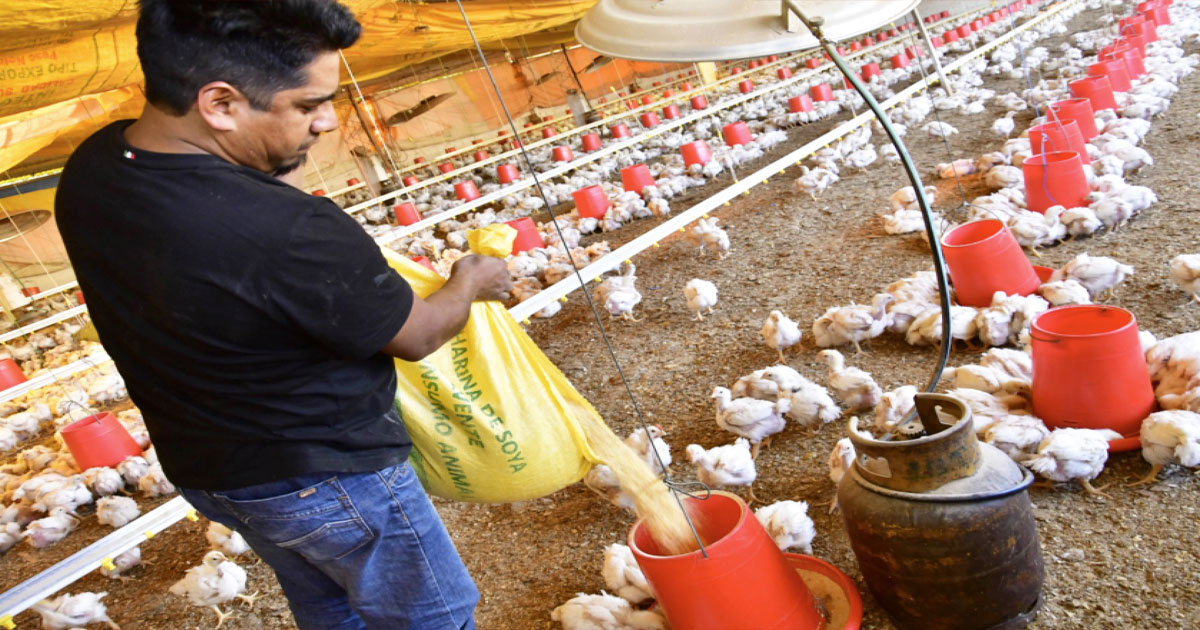 Avicultores advierten posible escasez de pollo para la Navidad por la falta de diésel y pérdidas millonarias