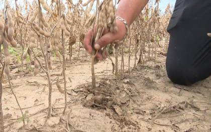 Productores advierten que la soya está a punto de perderse