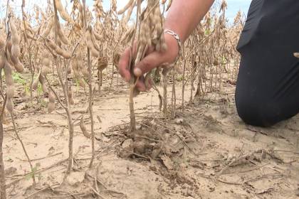 Productores advierten que la soya está a punto de perderse