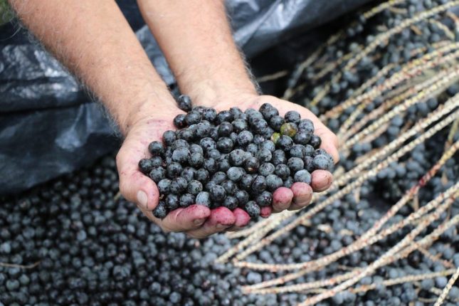 Pando bate récord en la zafra de asaí y genera más de Bs 3 millones en ingresos