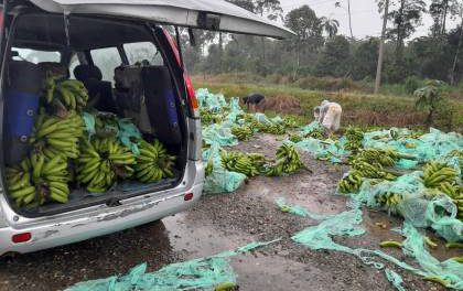 Exportadores de banano pagan hasta Bs 20 por cada litro de diésel