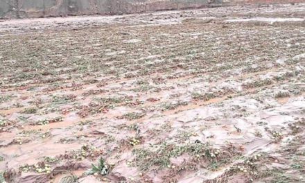 Intensas lluvias y desborde de río destruyen cultivos en Luribay