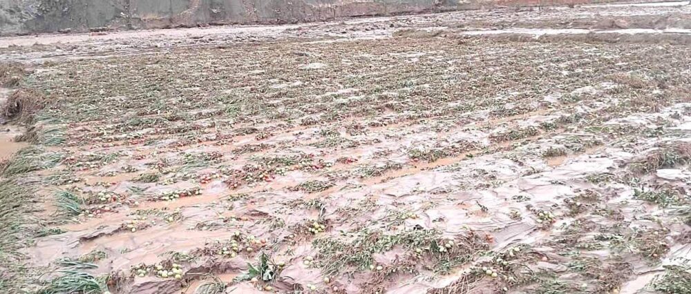 Intensas lluvias y desborde de río destruyen cultivos en Luribay