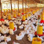 Avicultores reportan caída de al menos 40% en la oferta de pollo debido a tres factores