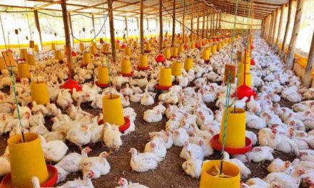 Avicultores reportan caída de al menos 40% en la oferta de pollo debido a tres factores