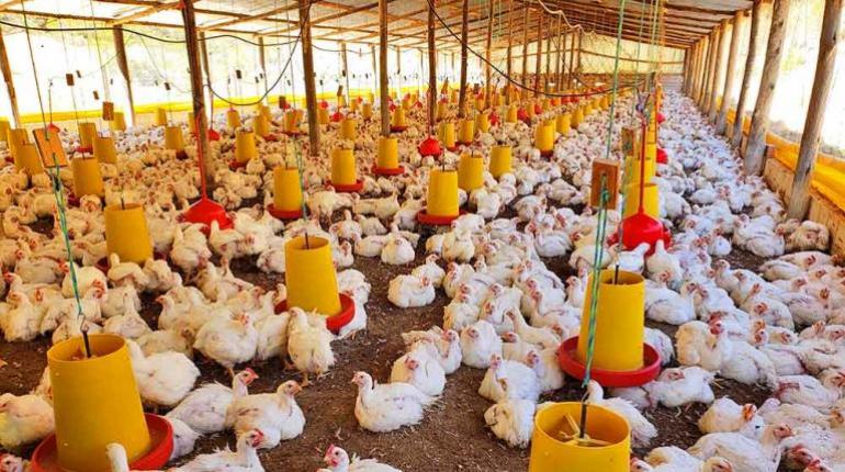 Avicultores reportan caída de al menos 40% en la oferta de pollo debido a tres factores