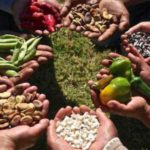 Proyecto binacional busca transformar sistemas alimentarios en Bolivia y Perú