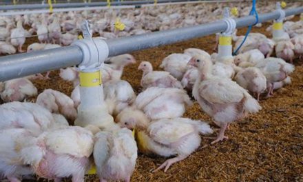 Agropecuarios piden que el Gobierno regule a intermediarios para frenar subida de precio del pollo